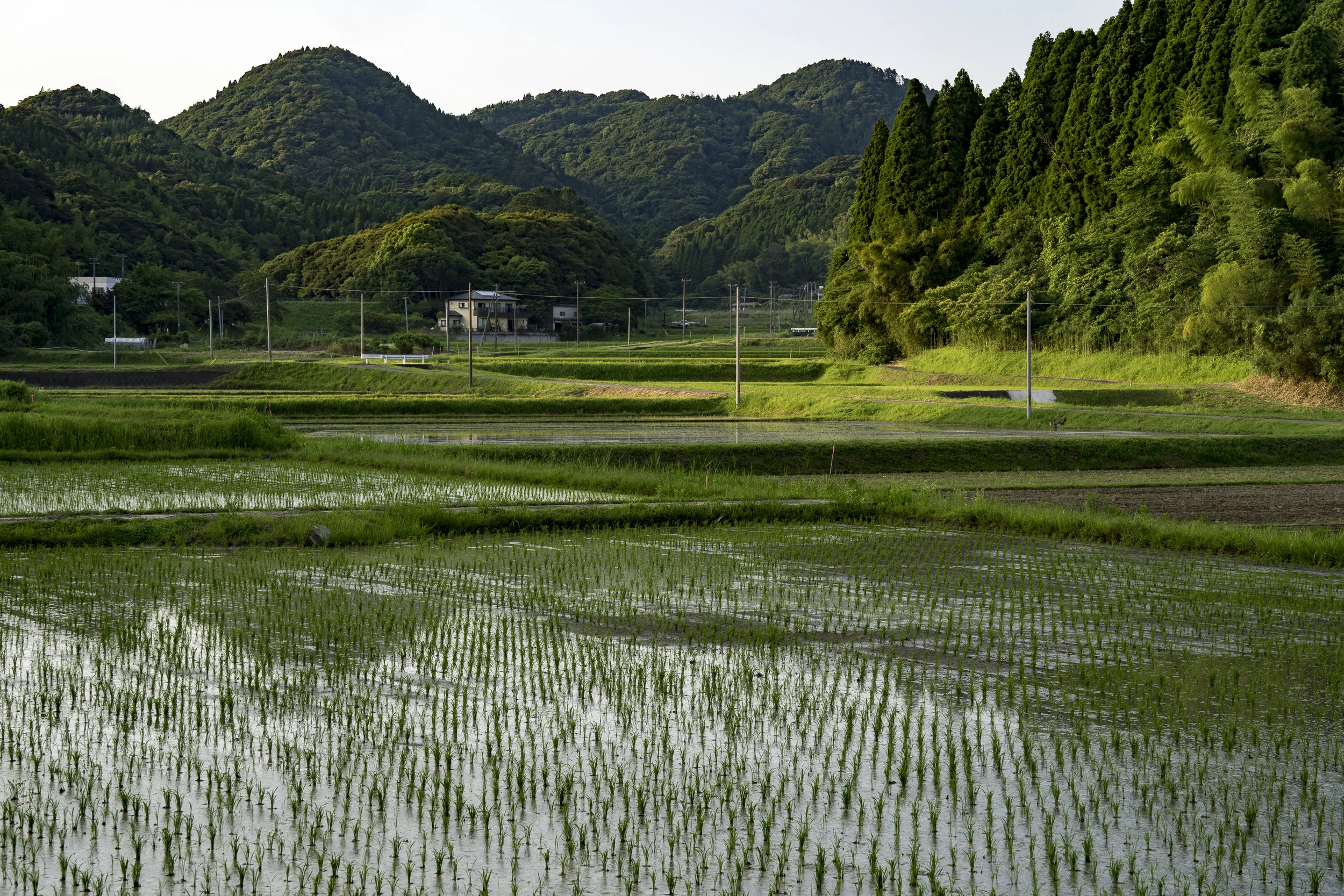 The rice fields are starting to be planted.