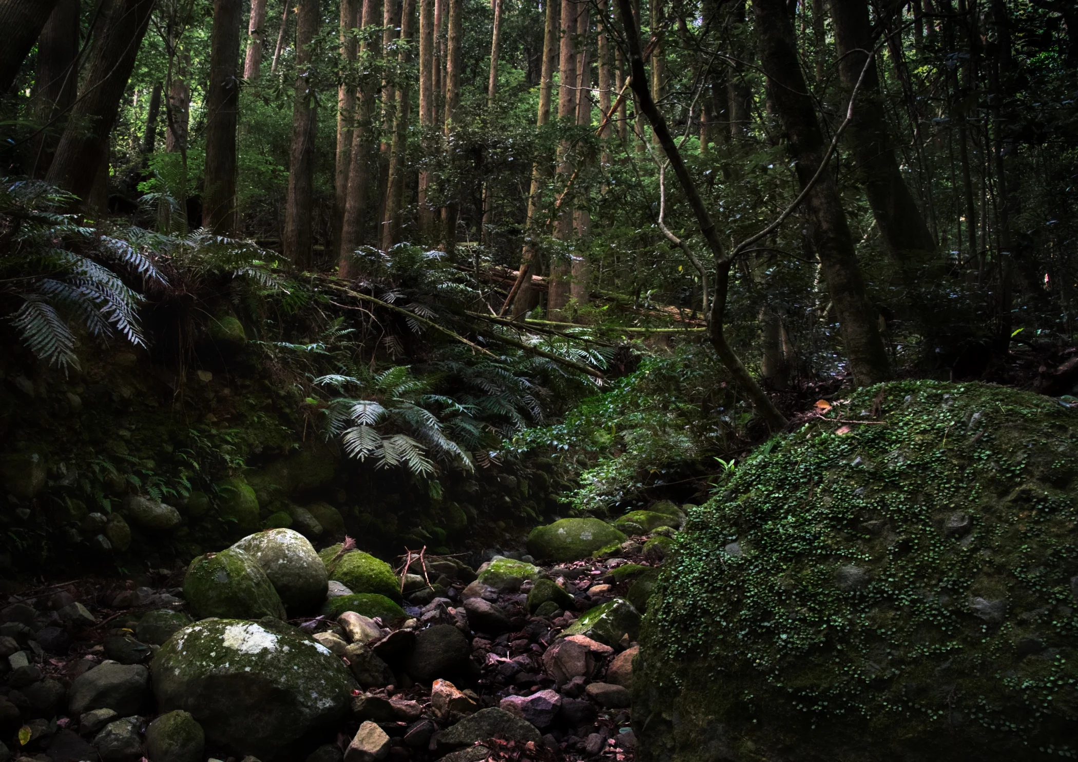 Going bush - Japan, Kagoshima ken, Sendai shi