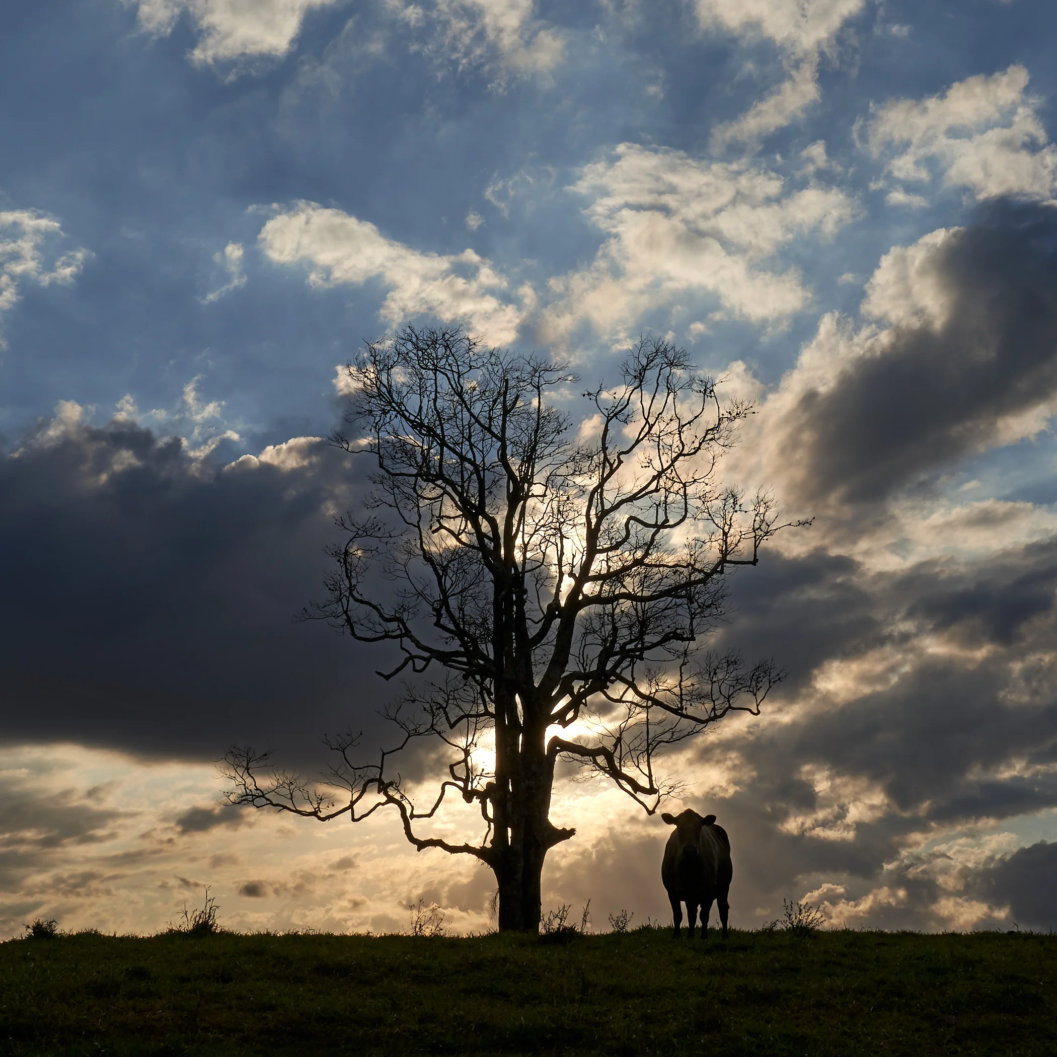 Sun drops behind the clouds as I talk to this cow. This would turn into a beautiful sunset.