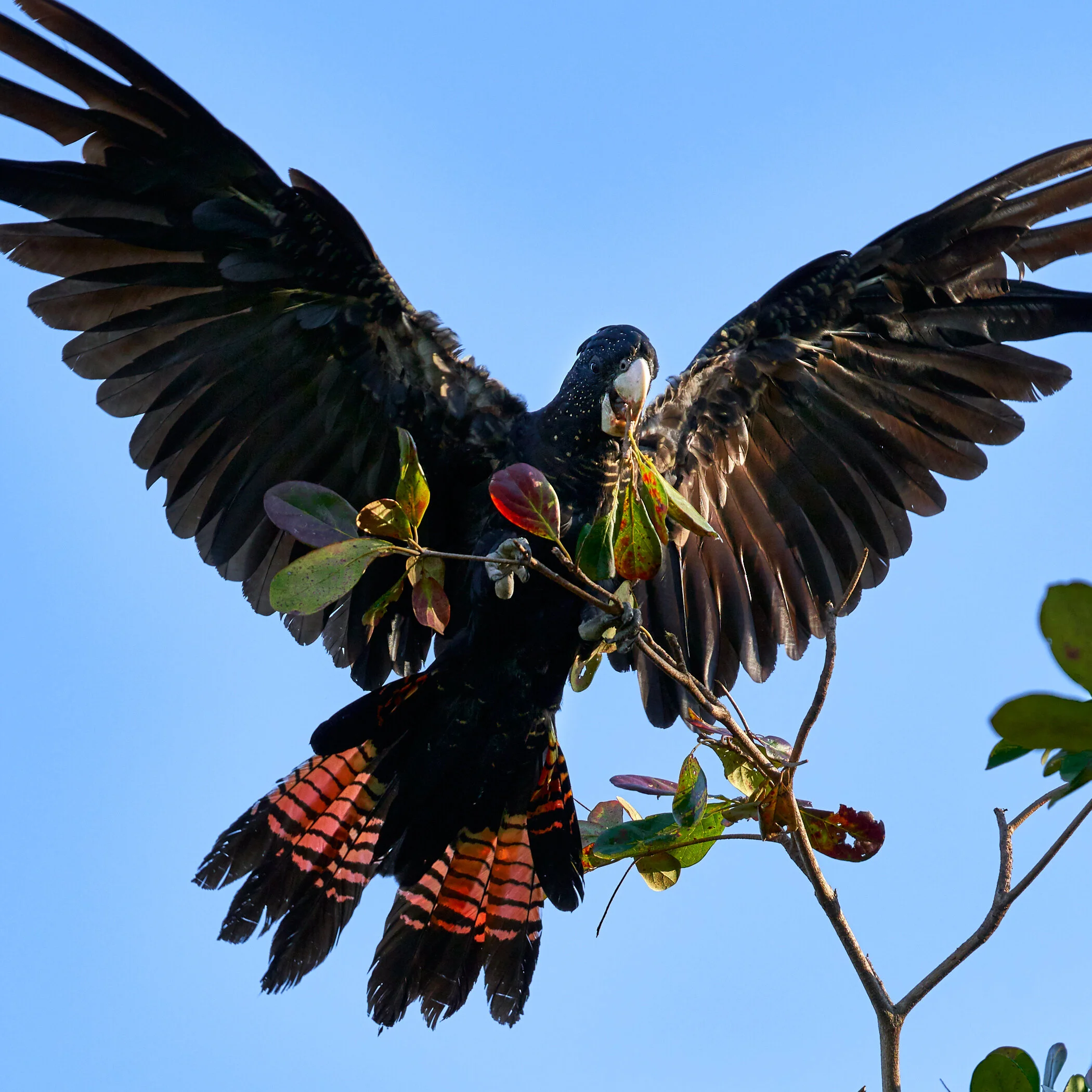 Red-tailed black cockatoo.