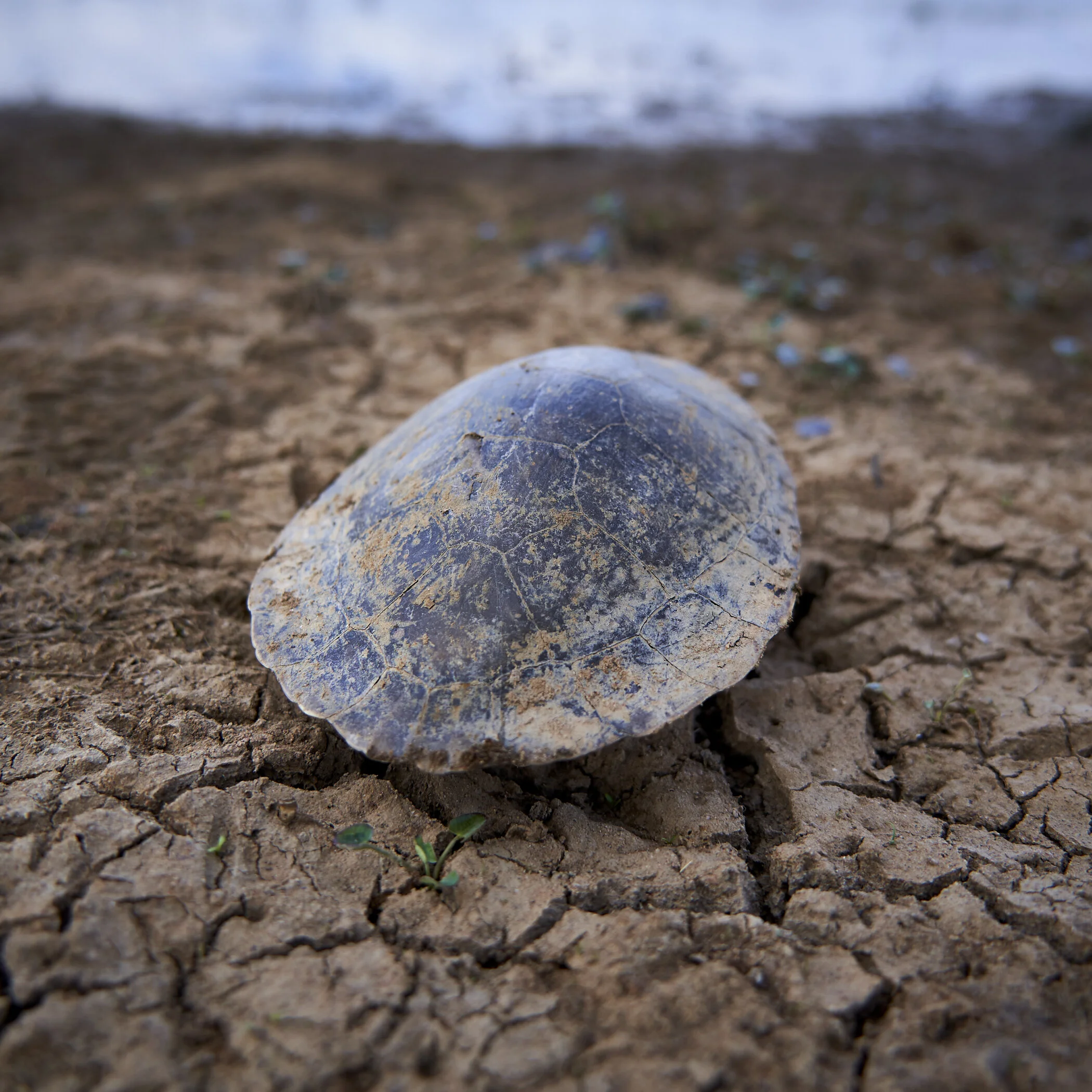 Turtle shell at the edge of the swamp.