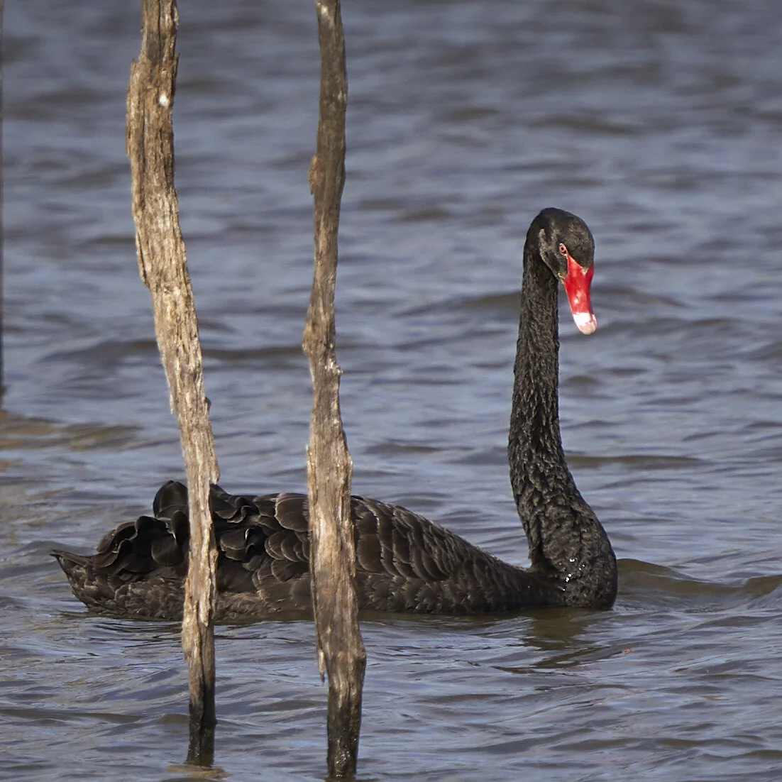 A black Swan that day.