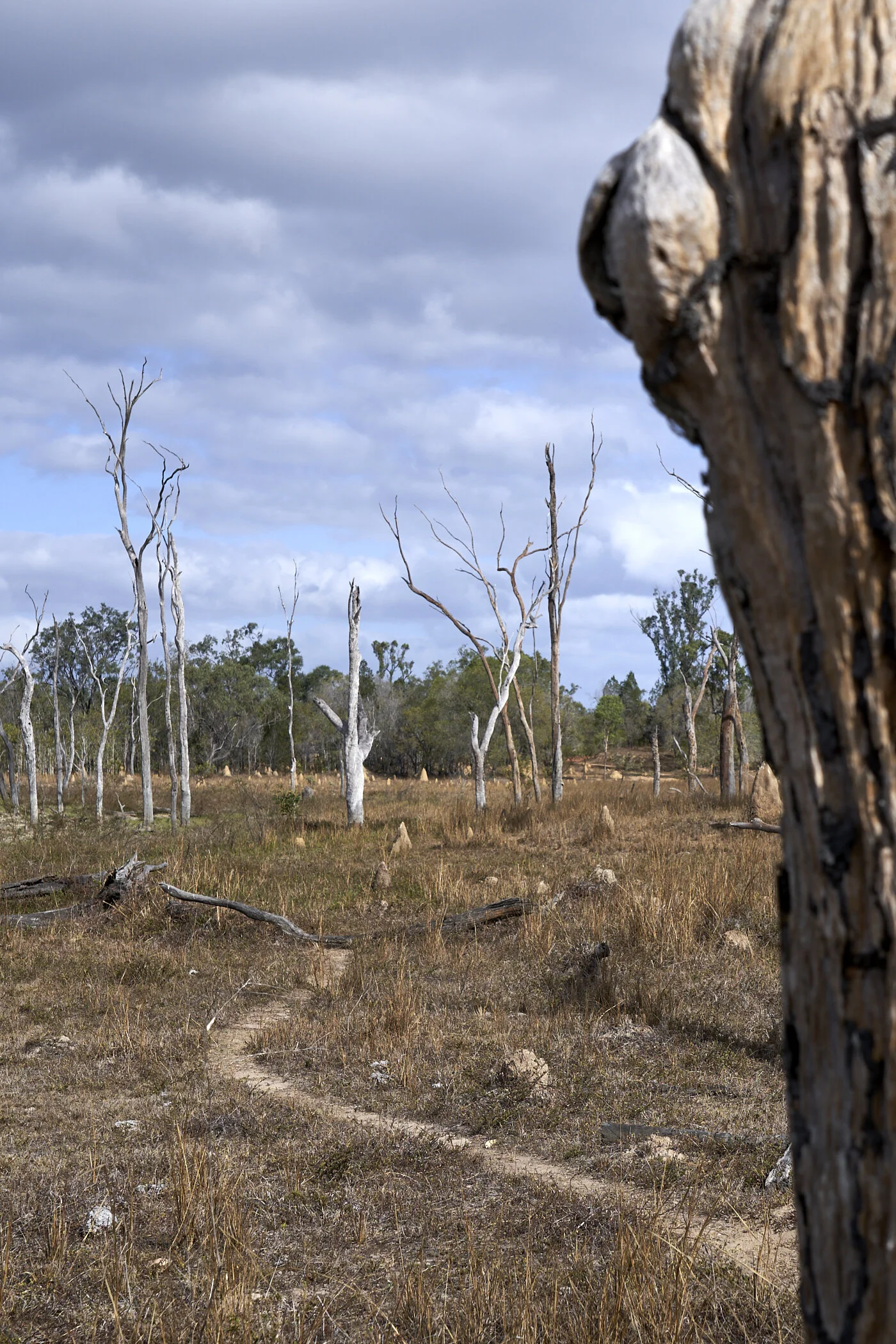 A cattle trail at the swamp.