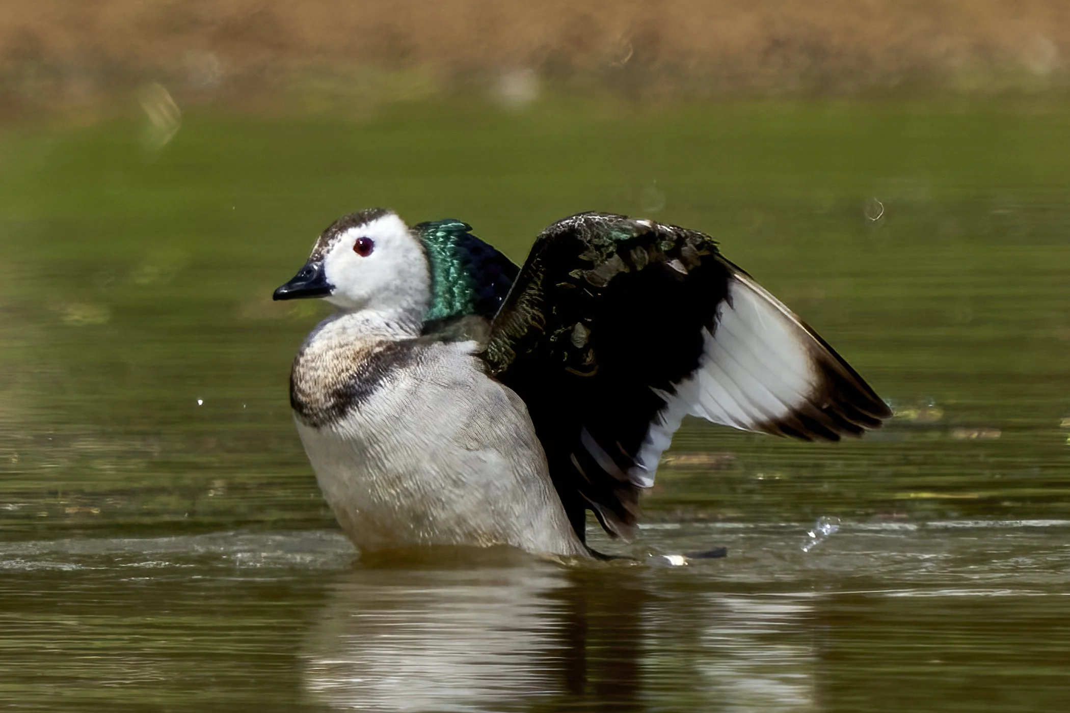 Cotton Pygmy Goose