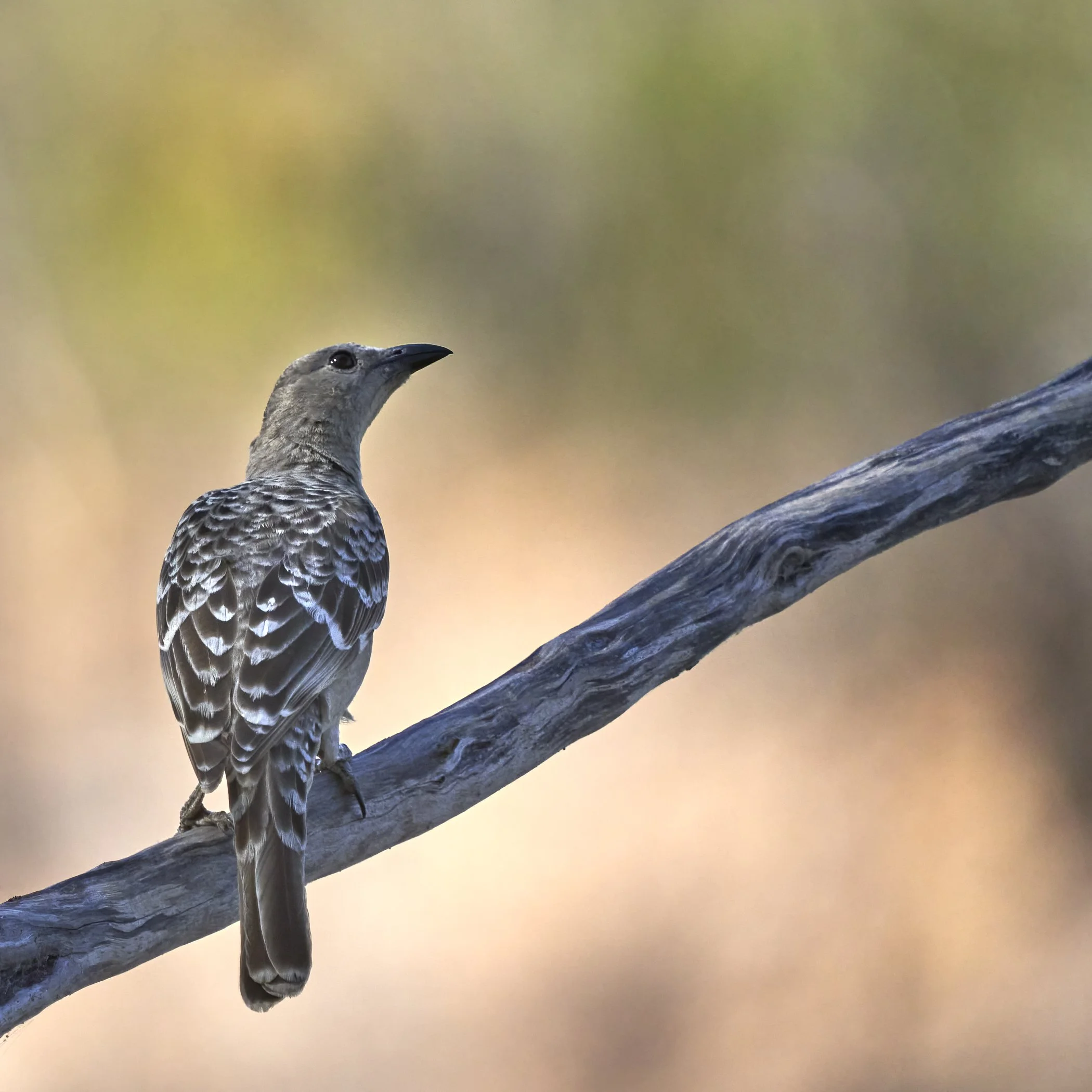 Great Bowerbird