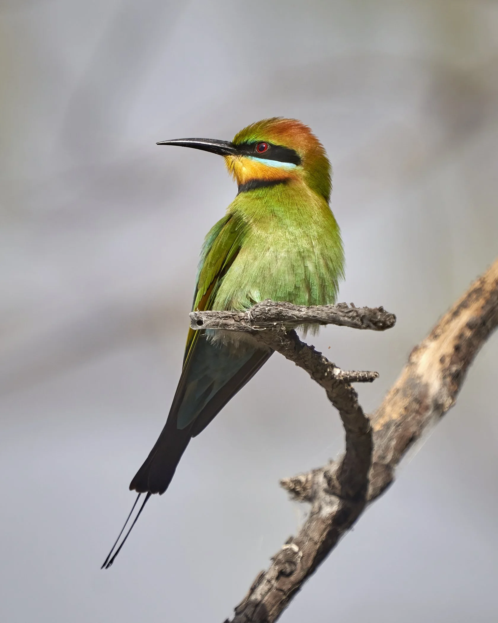 Rainbow Bee-eater