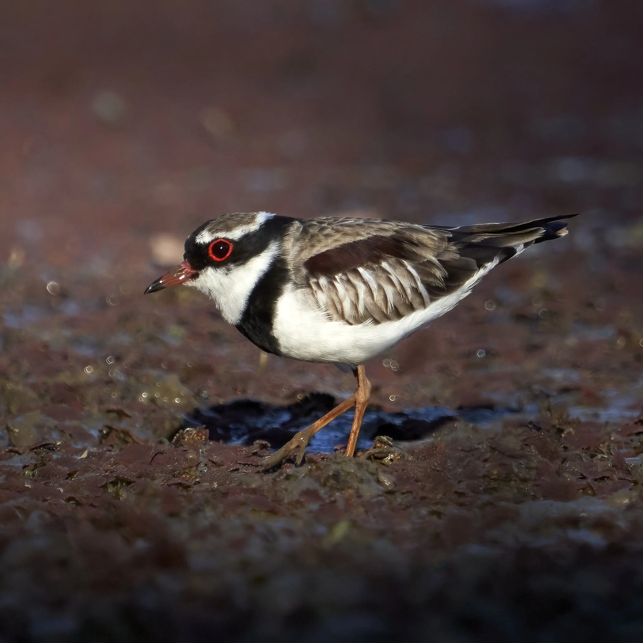 Black fronted Dotterel