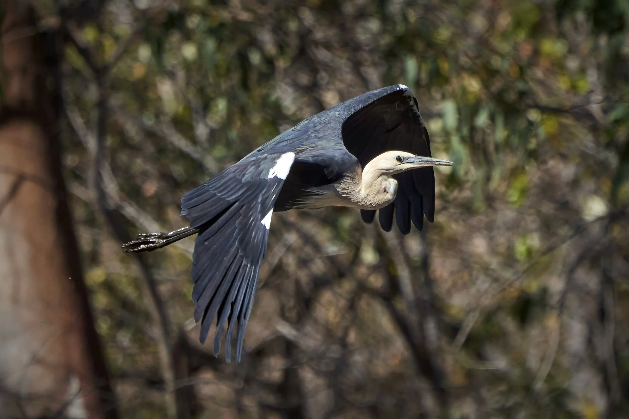 White-necked Heron