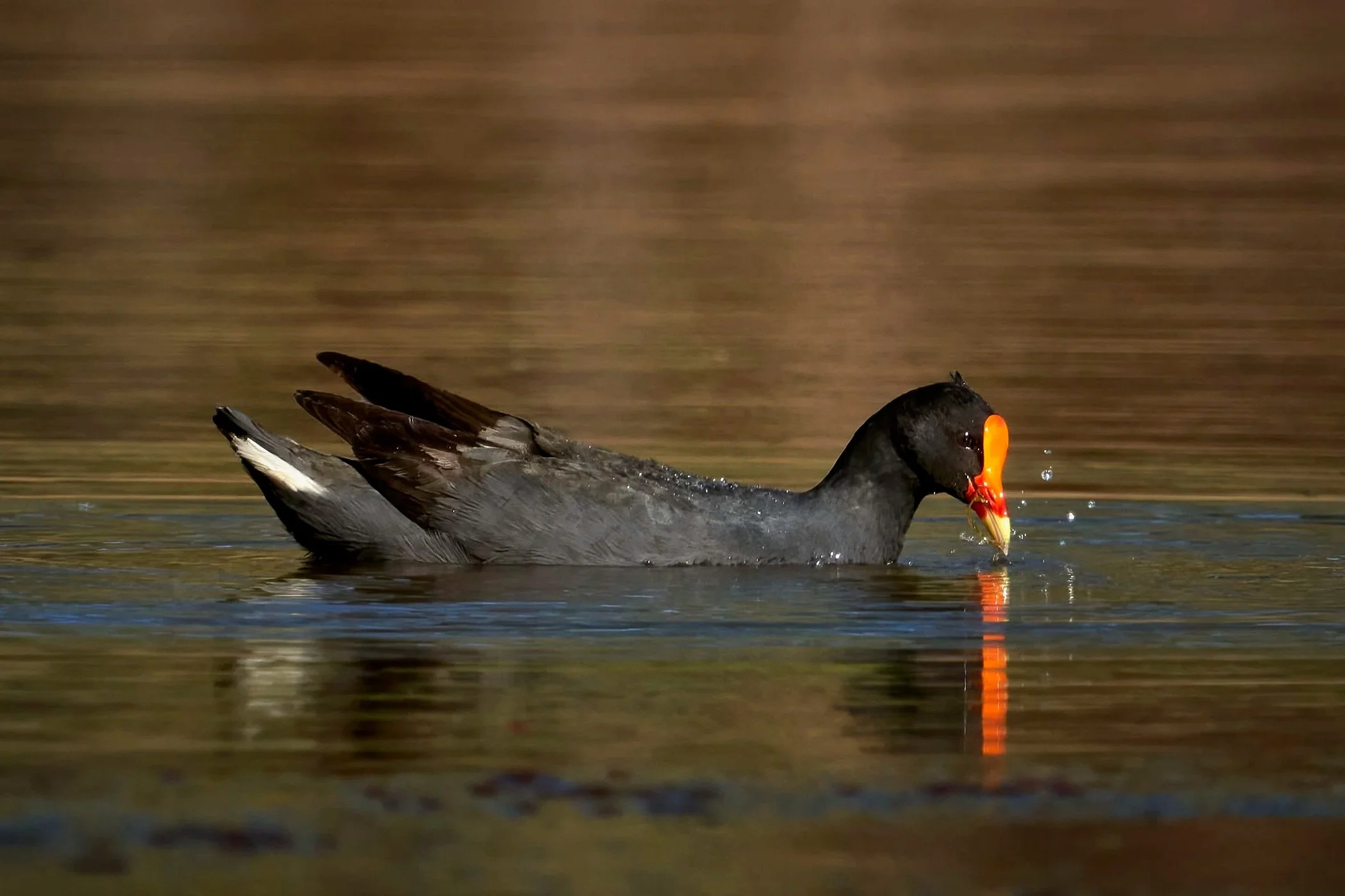 Dusky Moorhen