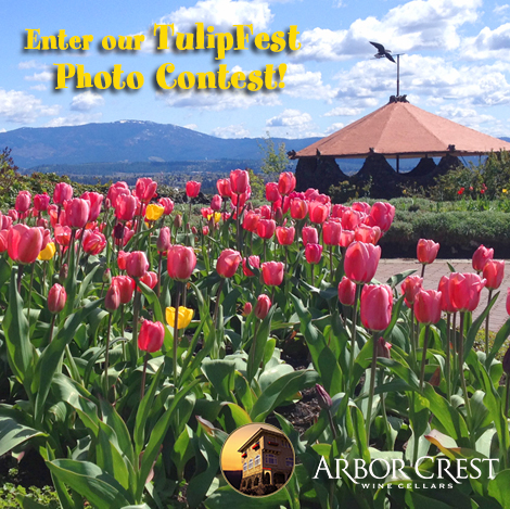 TulipFest-Photo-Contest-Wk2-V1-4FB.jpg