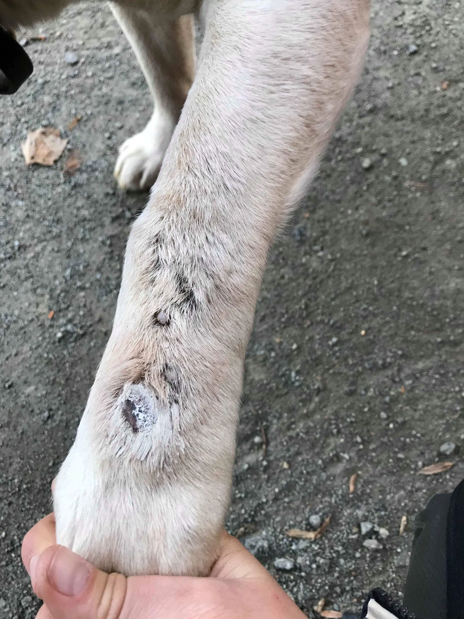 coat_defense_dog_paw_2.jpeg