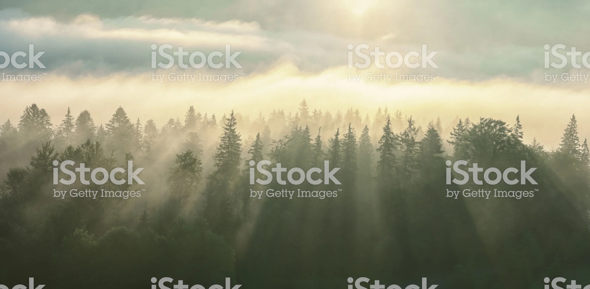 istockphoto-929009736-2048x2048.jpg