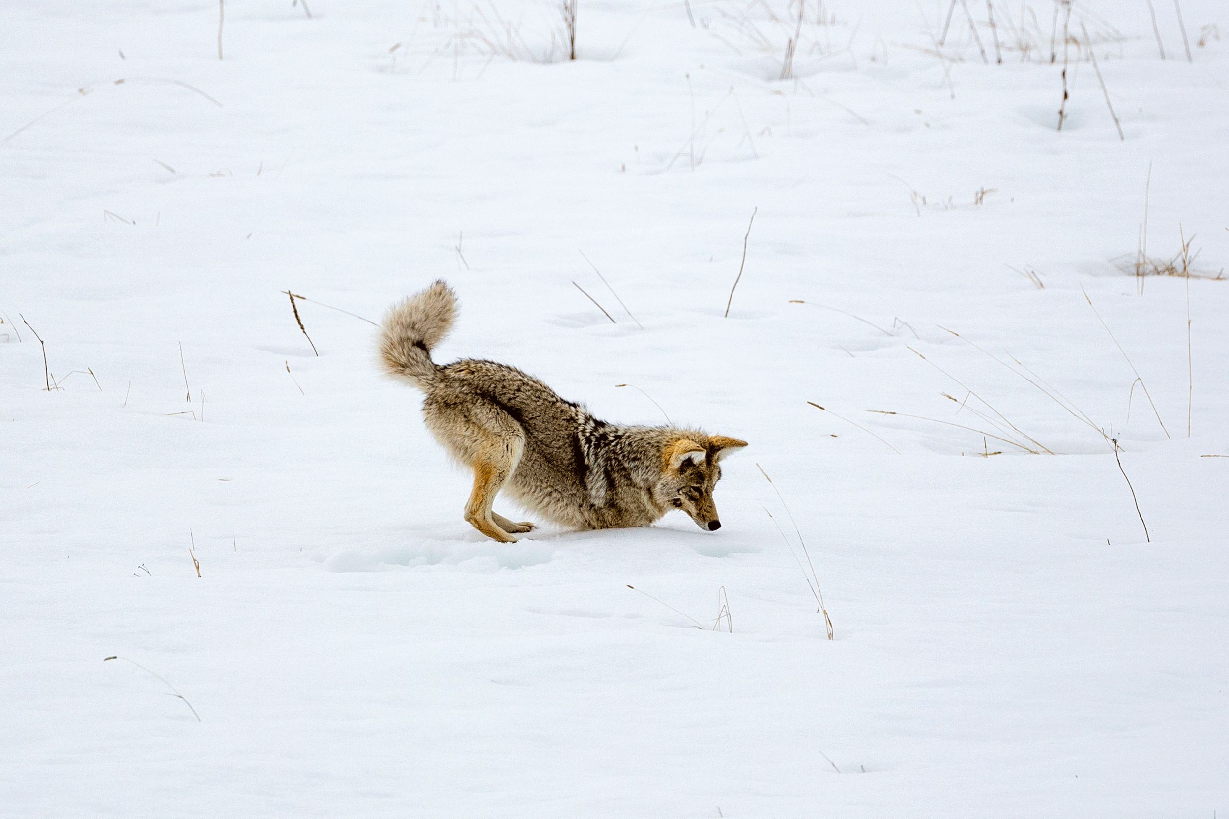 Coyote.gif
