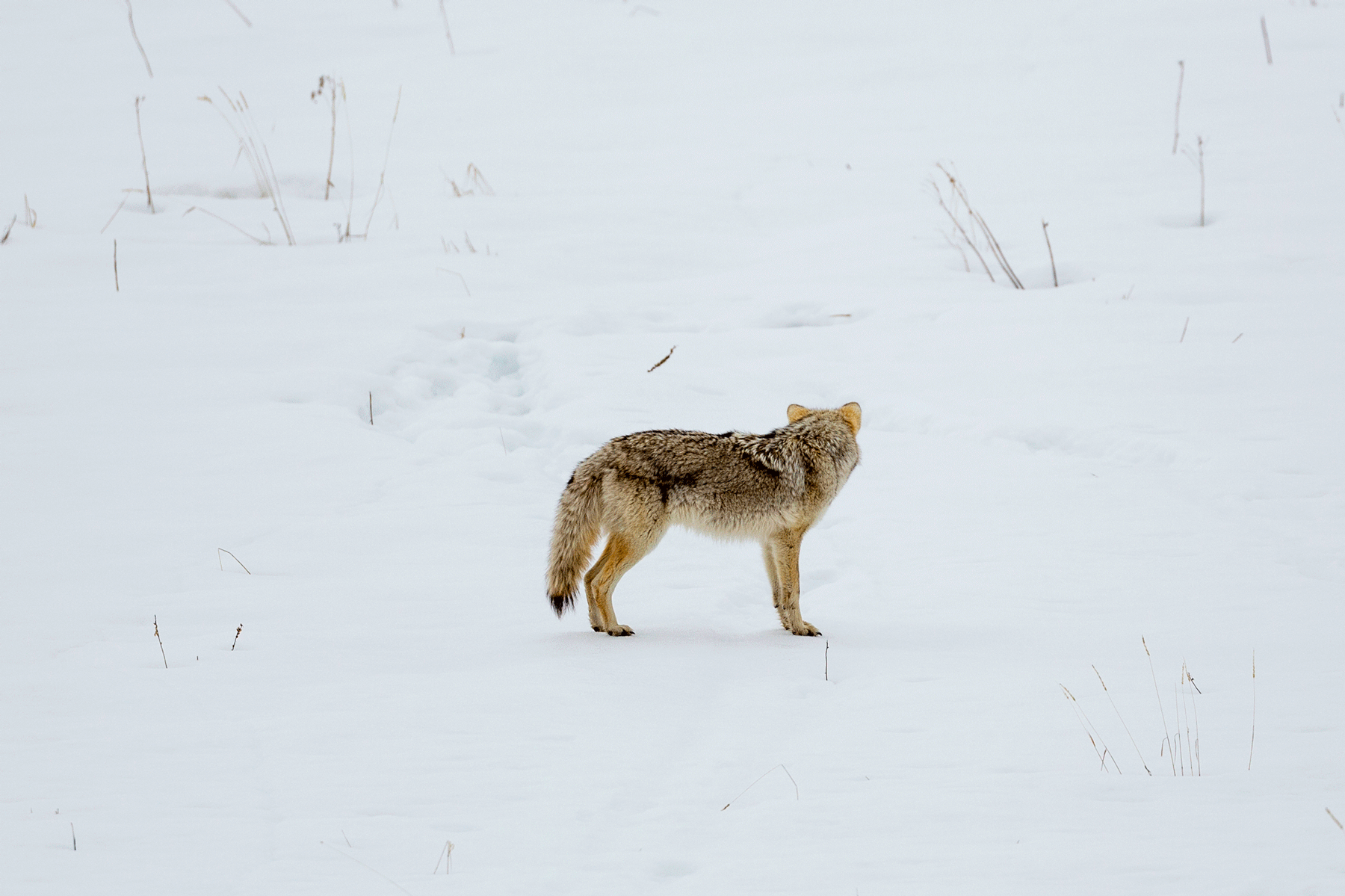 Coyote_Kill_Small.gif