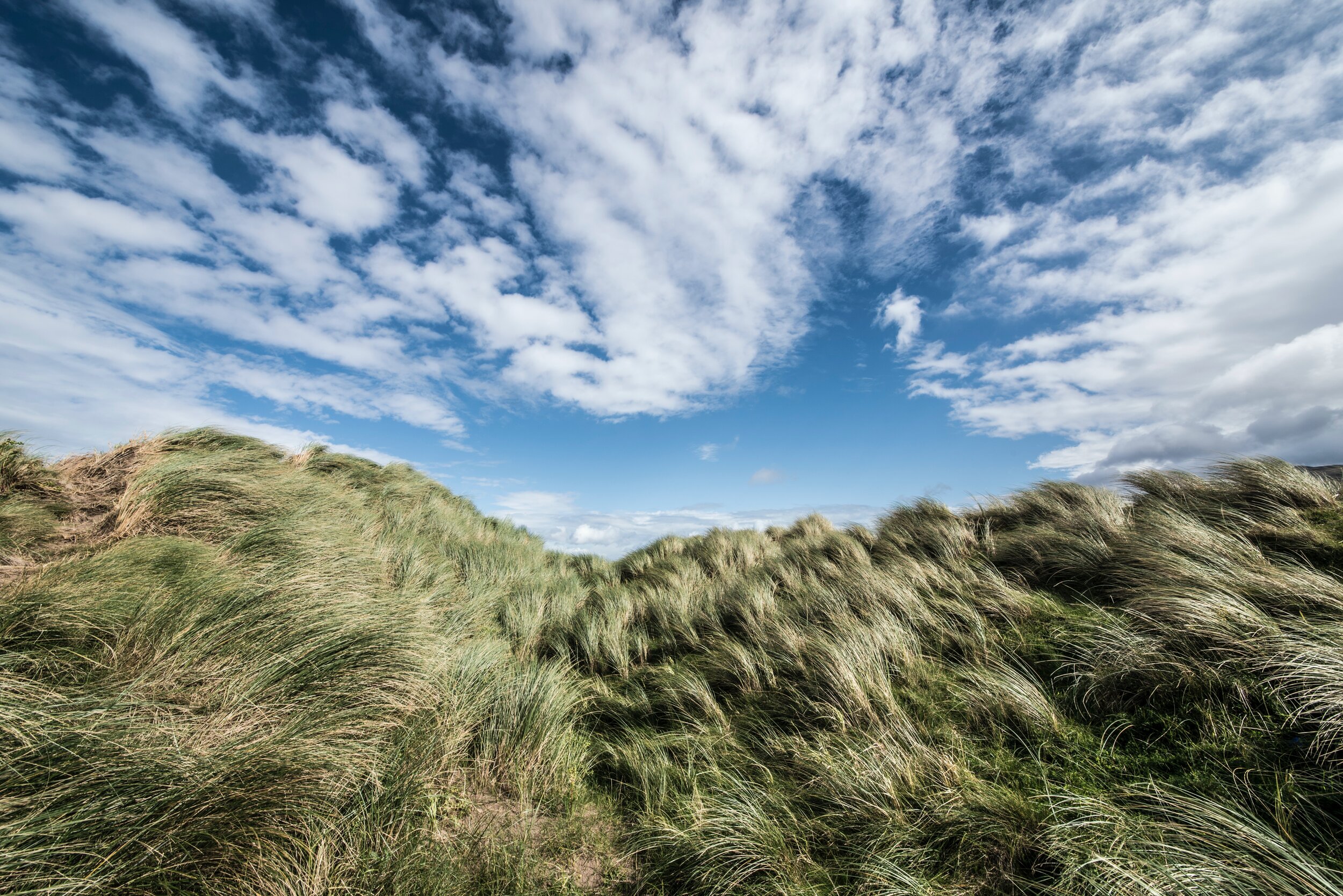 The Next Chapter Nidra