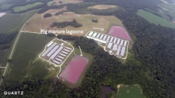 Hog manure lagoon
