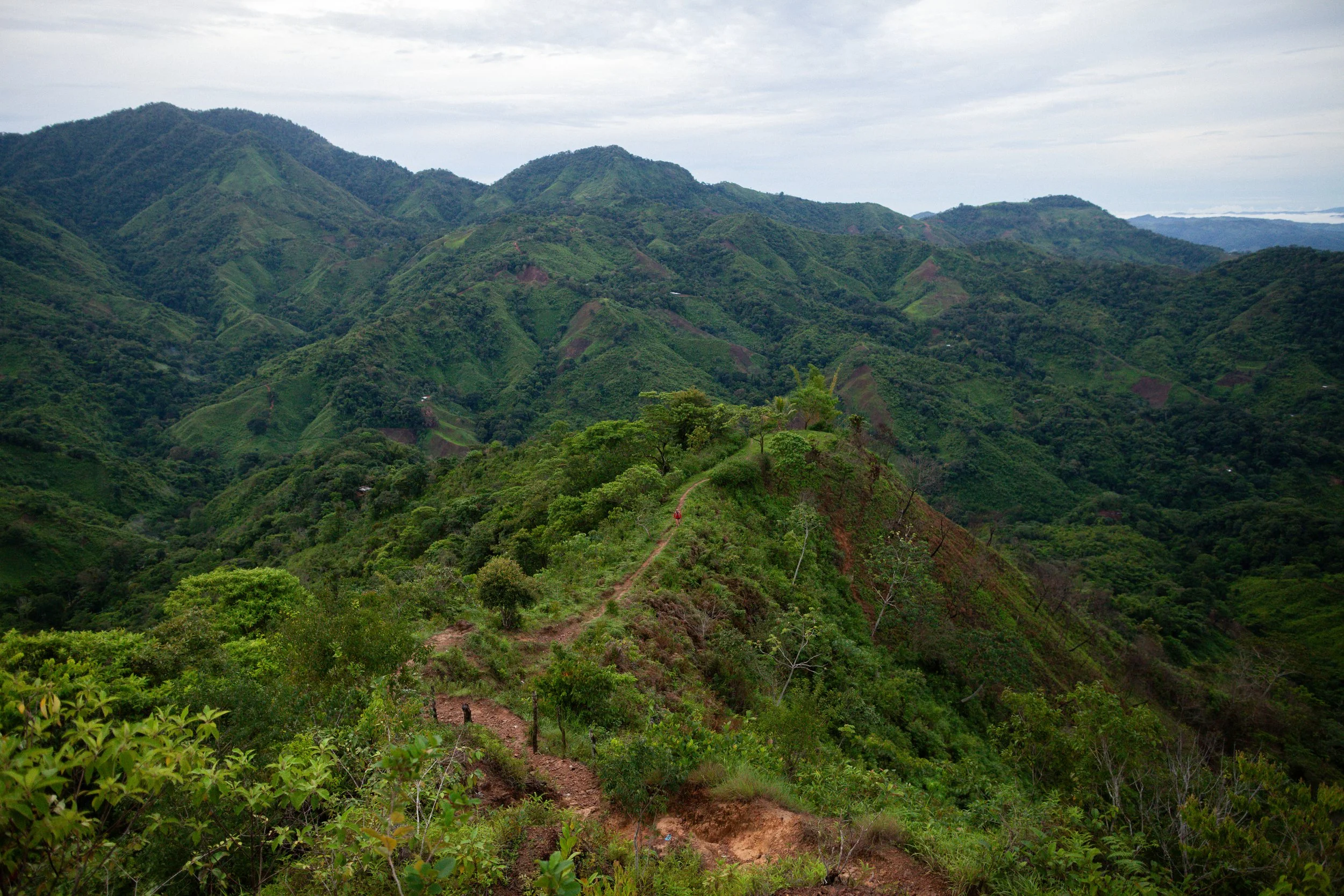 The Generation Forest