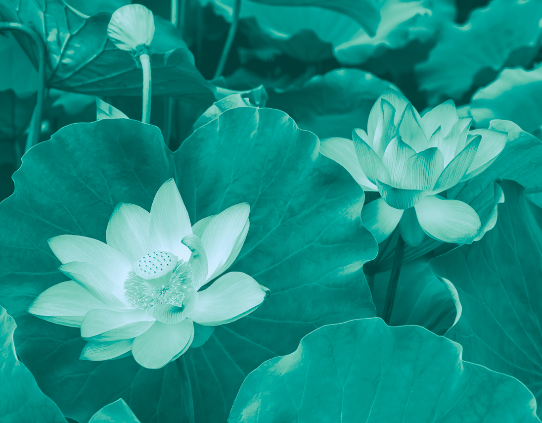 aqua double lotus web .jpg