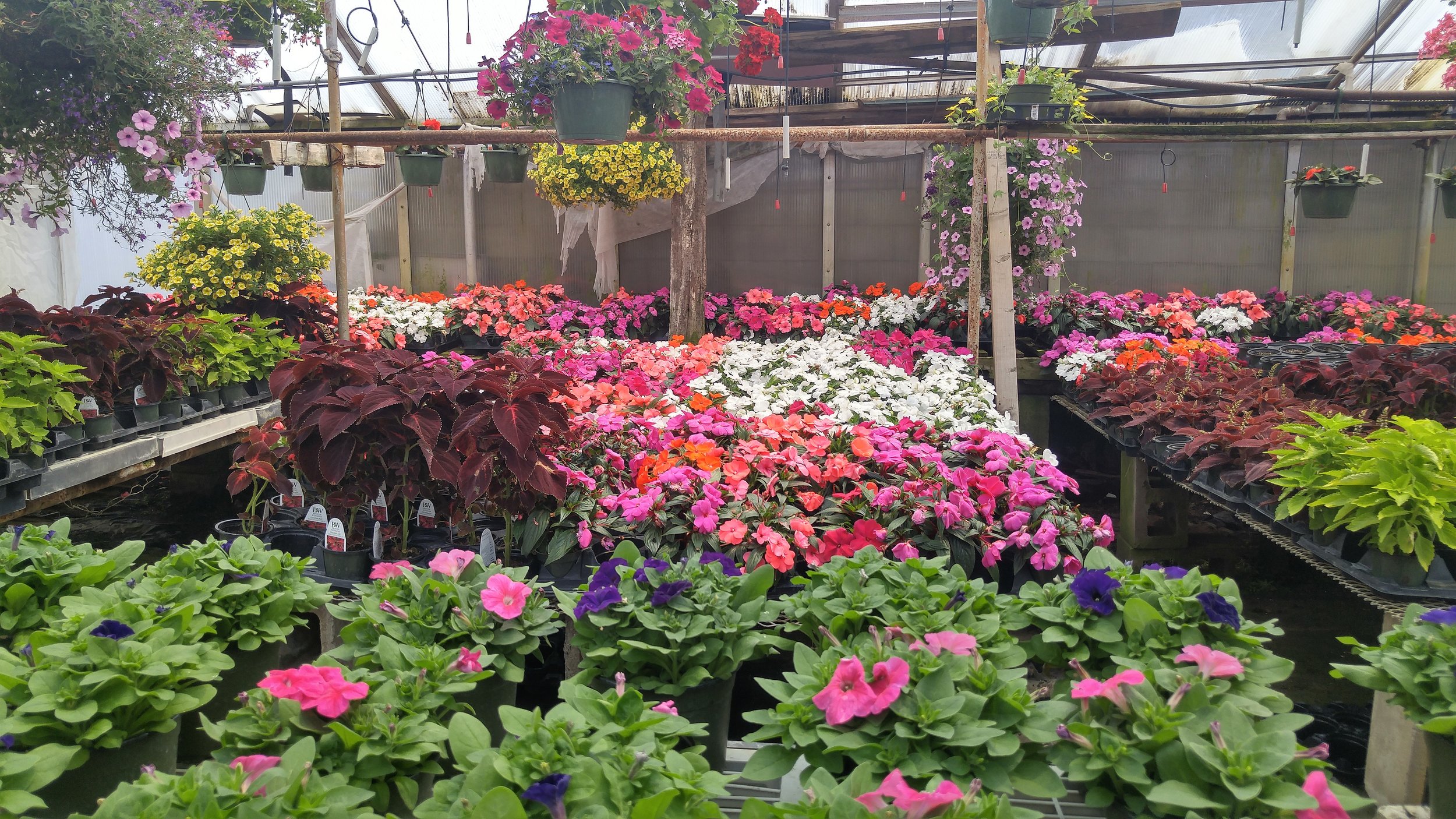 A look inside one of the greenhouses!