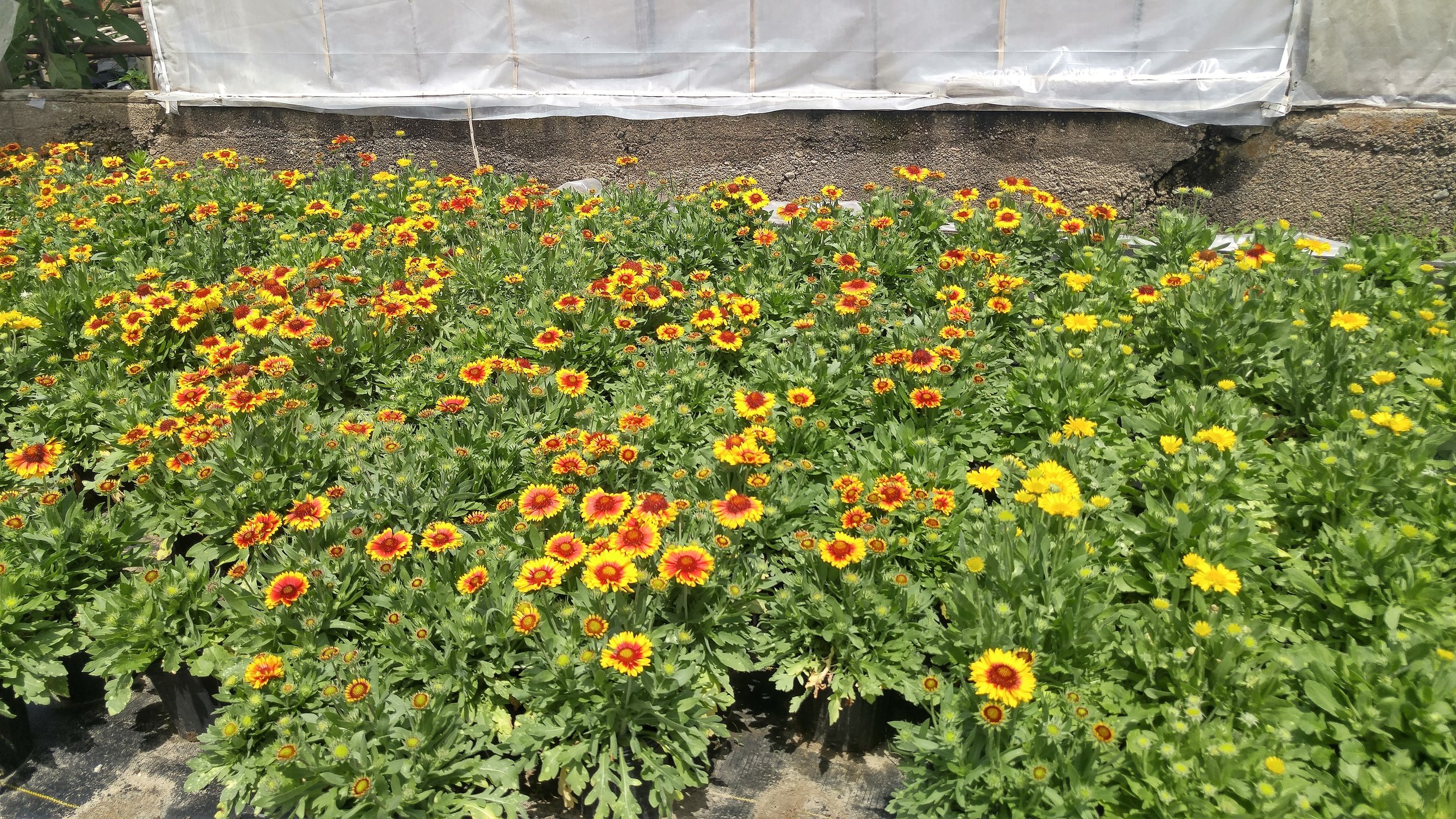 Blanket flower as far as the eye can see!