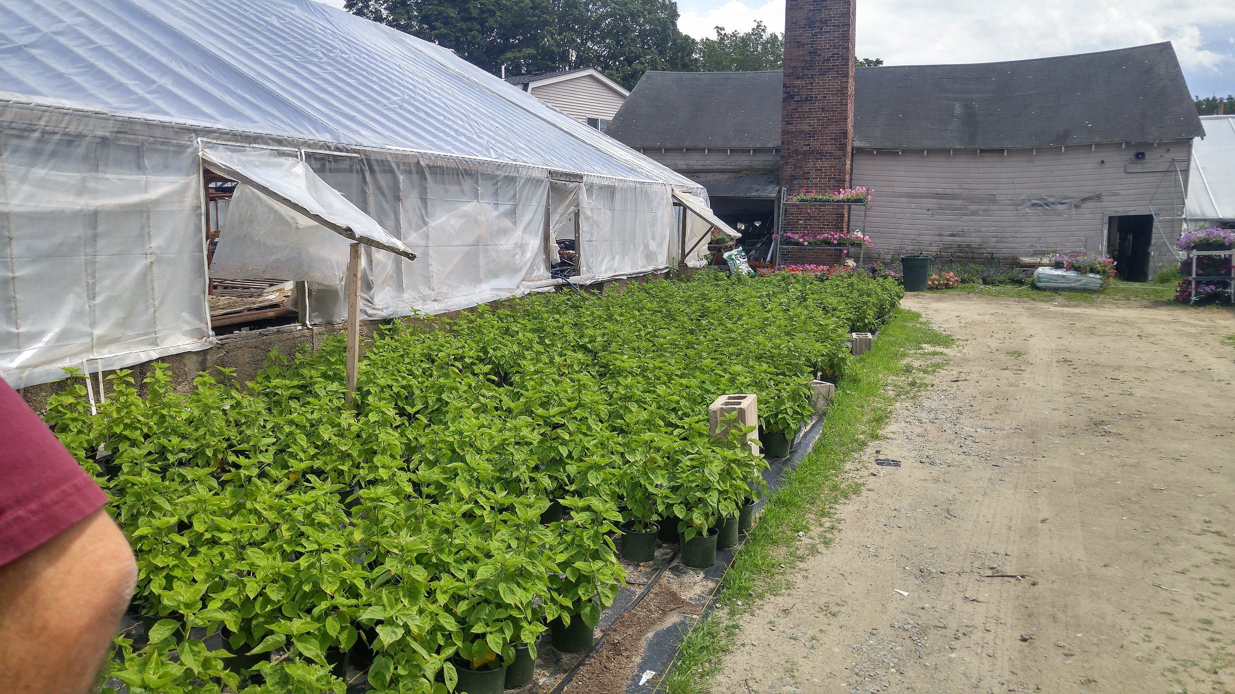 Perennial hibiscus will be ready in another three weeks.