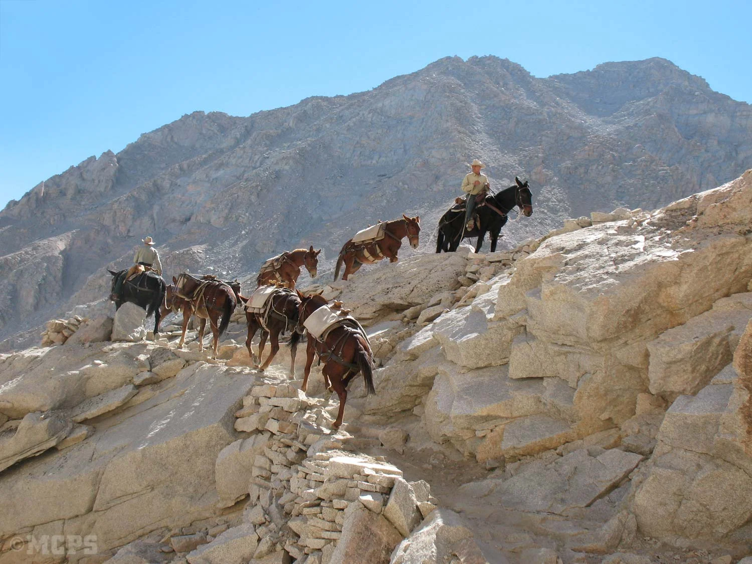 Our mules on the trail