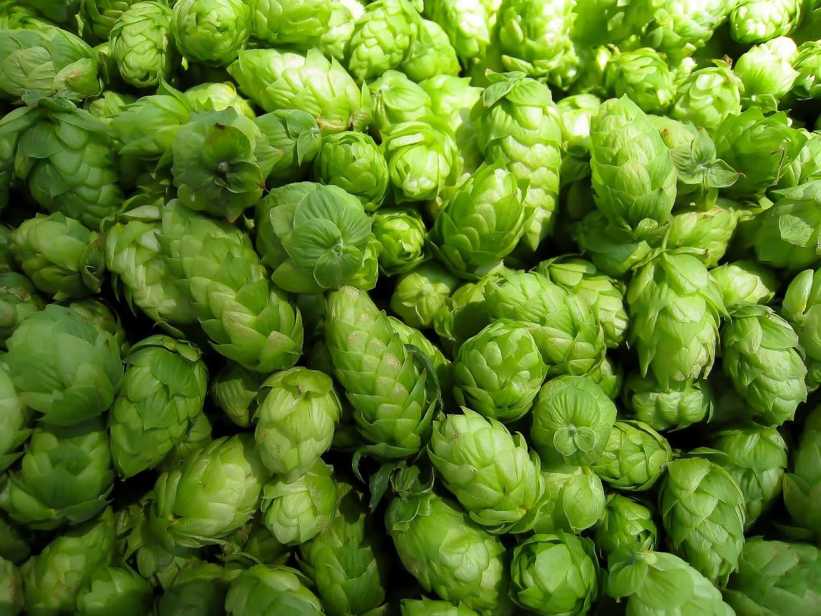 hops.jpg