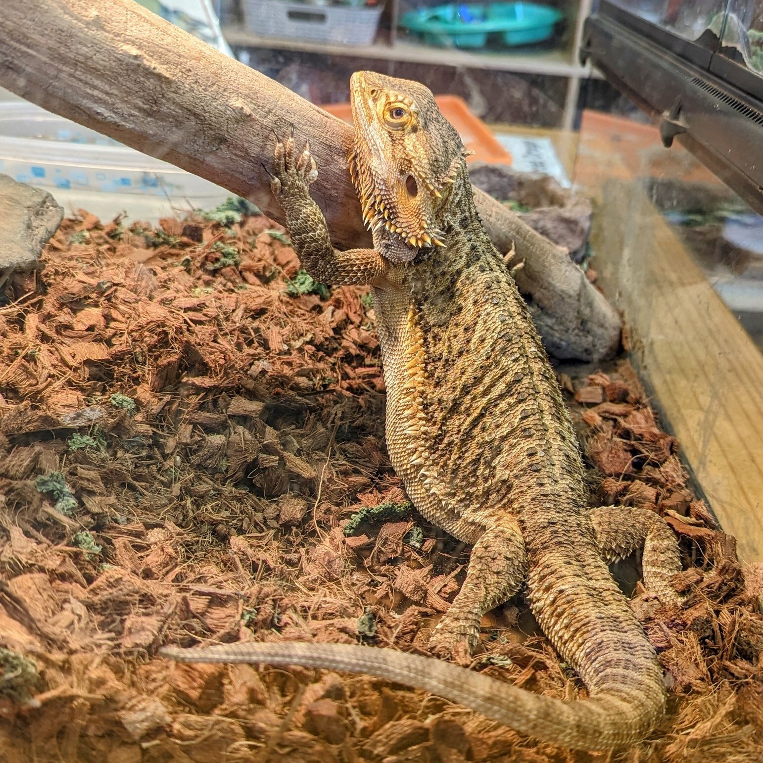 Did you know our class has some awesome four-legged friends? Meet our bearded dragon, wood turtle, bullfrog, and dwarf frog! 🦎🐢🐸 Our class pets are the perfect teachers for responsibility. From feeding to watering and making sure they get some exe