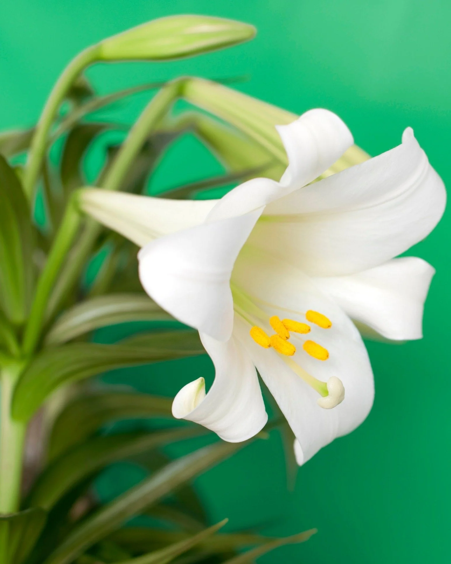 Last chance for Easter Lily dedications... it is a lovely way to honor a loved one:  https://www.goodshepherdcorral.org/lilies