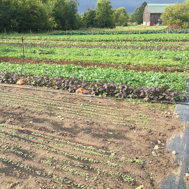 This has certainly been a challenging season to document but fall is always just too beautiful not to capture. We are grateful for the fading away of the flea beetle so that we can enjoy all these late season greens out in the open air.  Salad club s