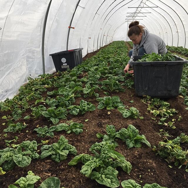 TODAY: we will be taking online orders of the last of our sweet winter spinach, as well as our delicious pasture raised beef until 11pm. (Link in GTFC bio) Pre-orders can be picked up at the farm stand at Green Things Farm this Saturday, March 21st, 