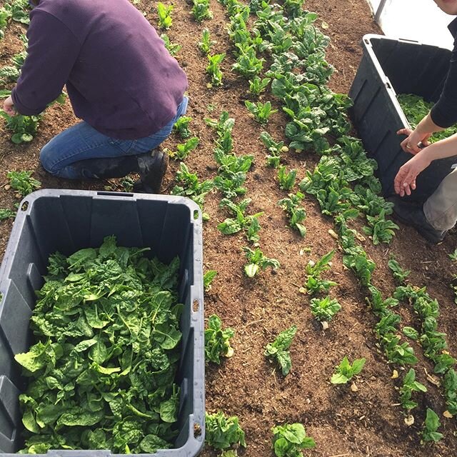 Orders for pick up on Saturday are open until 11pm tonight! We&rsquo;re harvesting our spinach hard to make a few more pounds available but they&rsquo;ll go fast, along with the last of the bread, cheeses and kraut! Link in bio.