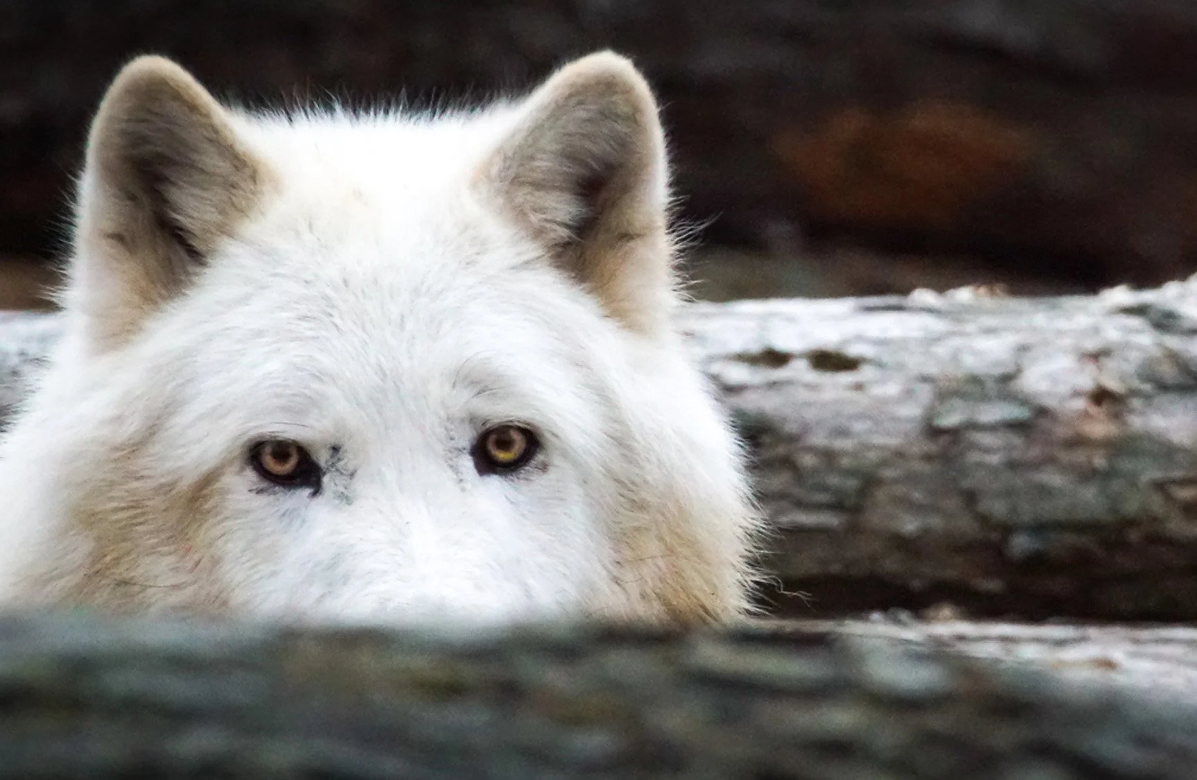 The Rule of Thirds Explained (And Why It Still Matters in Photography)