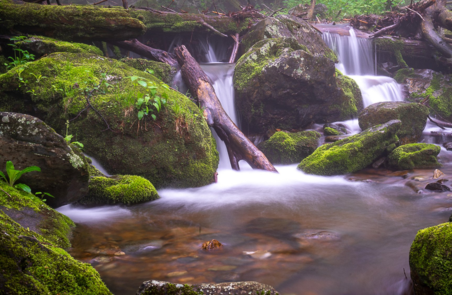Water cascading over moss-covered rocks along Whiteoak Canyon Trail in Shenandoah National Park, surrounded by forest and flowing stream.