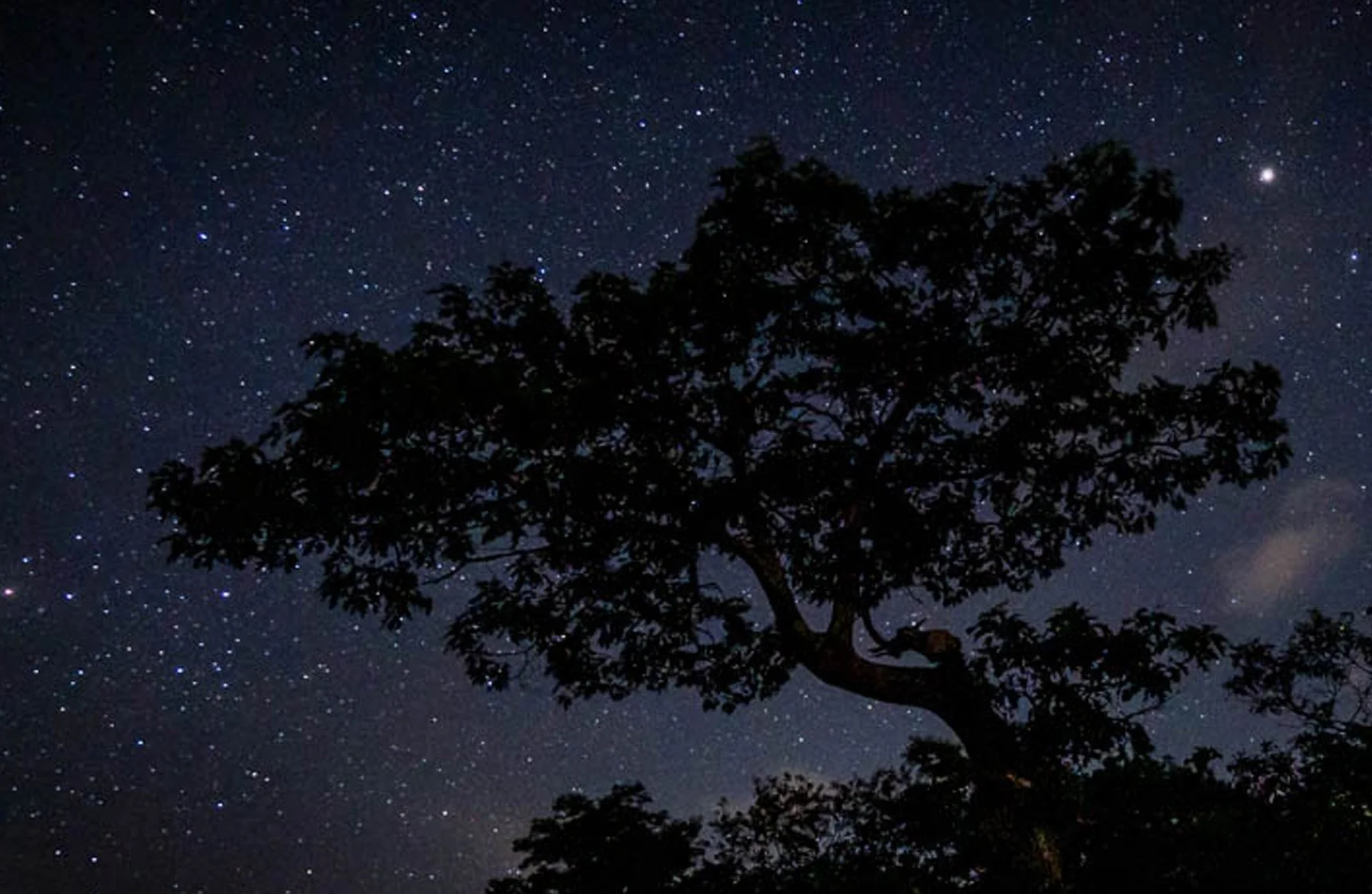 Night Sky Start Photography with Tree Outline in the Shenandoah National Park