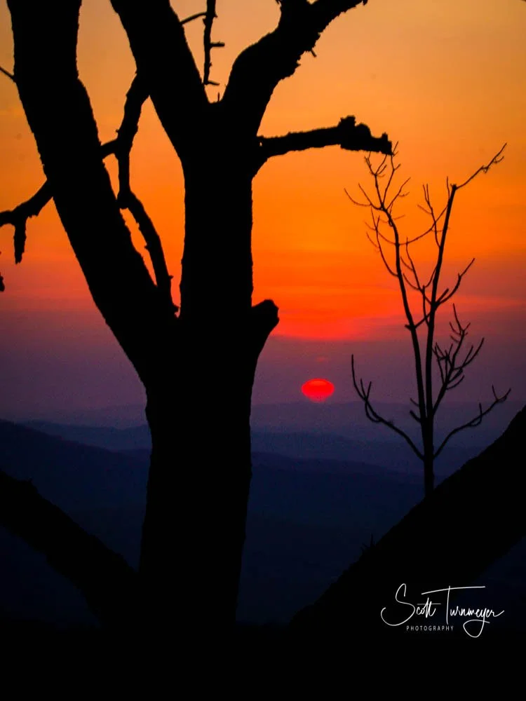 Tree silhouette during golden hour with warm sunset colors in the mountains