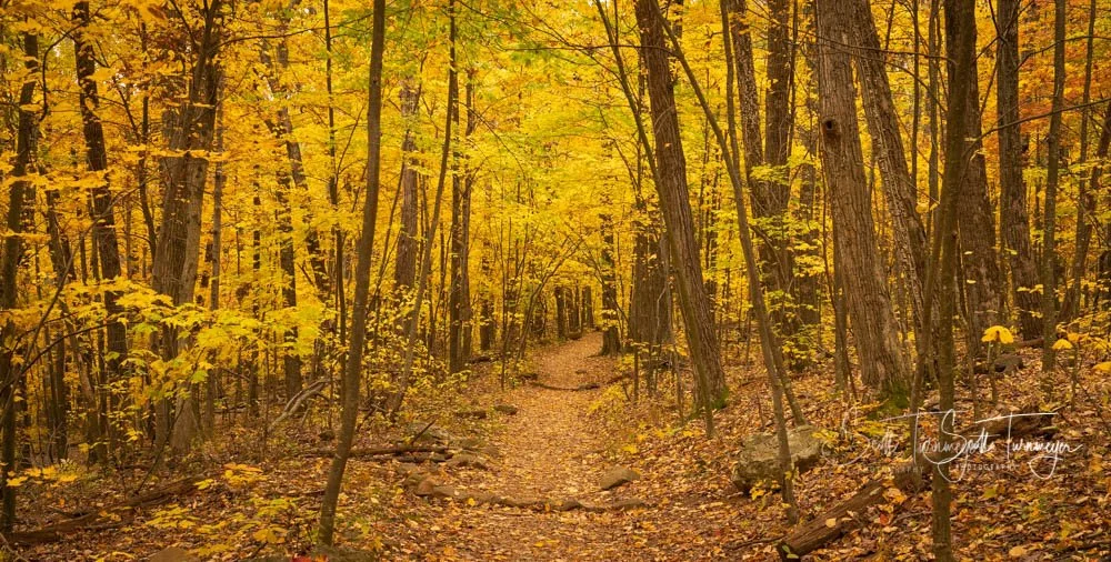 Hiking trail in Shenandoah National Park during fall