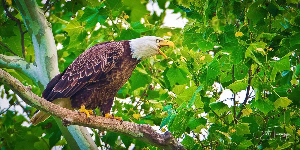 Bald eagle perched on a branch surrounded by green foliage in Shenandoah National Park.