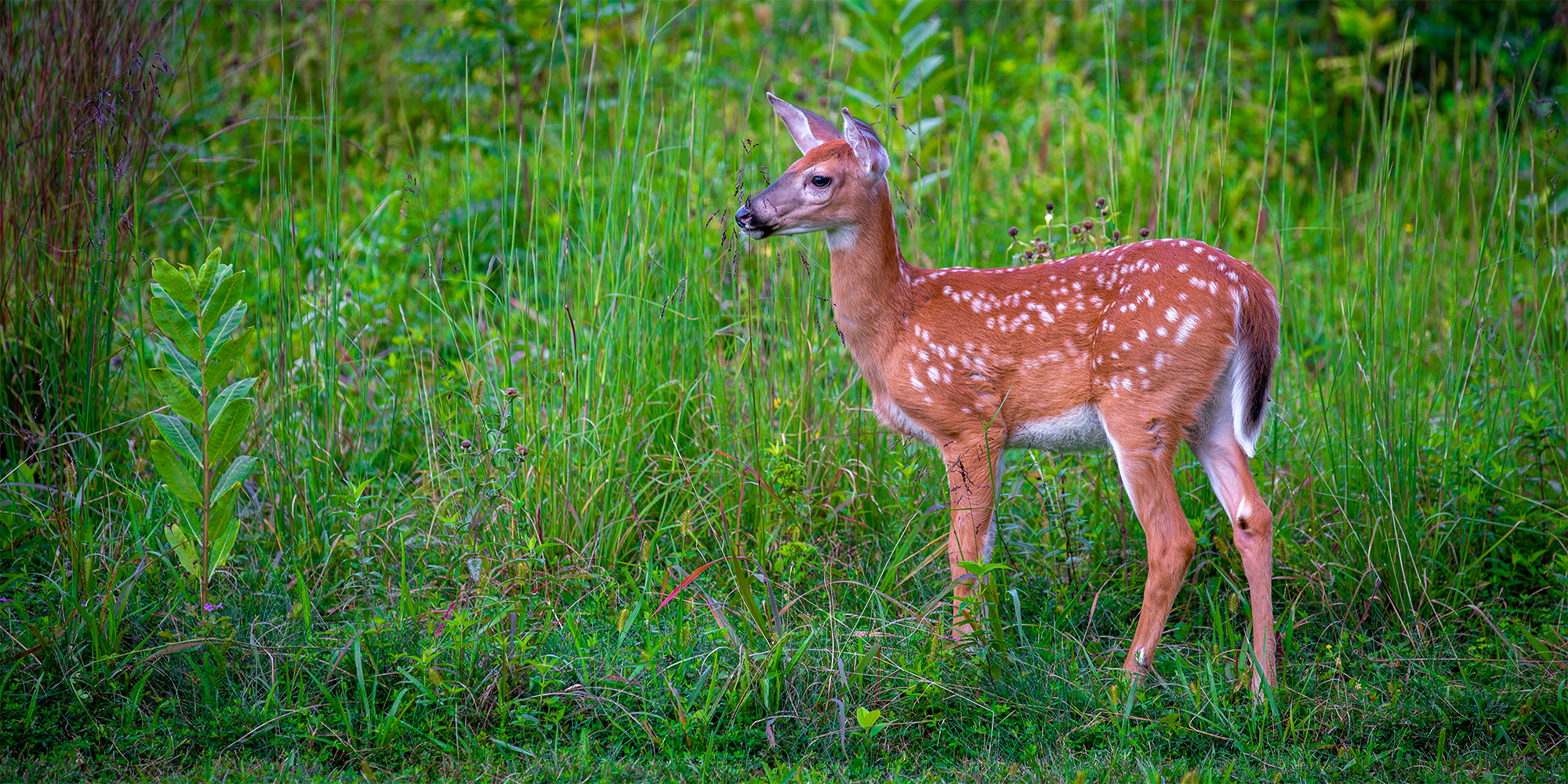 Young deer standing in tall green grass in Shenandoah National Park with a soft natural background.