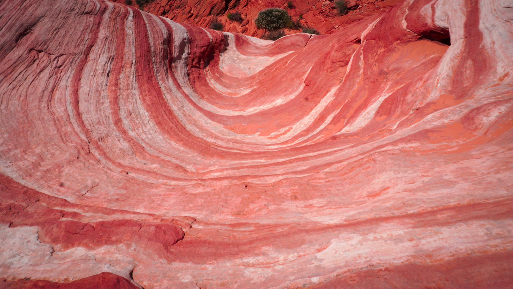 Close up of swirling red and white sandstone patterns at Fire Wave in Valley of Fire