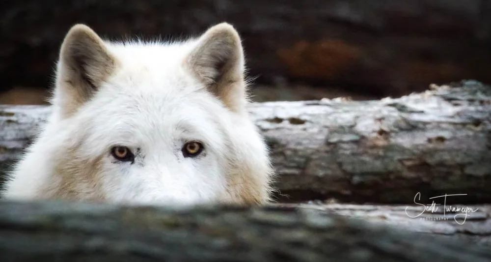 Peek Fine Art Wildlife Photo of White Wolf by Scott Turnmeyer View The Print
