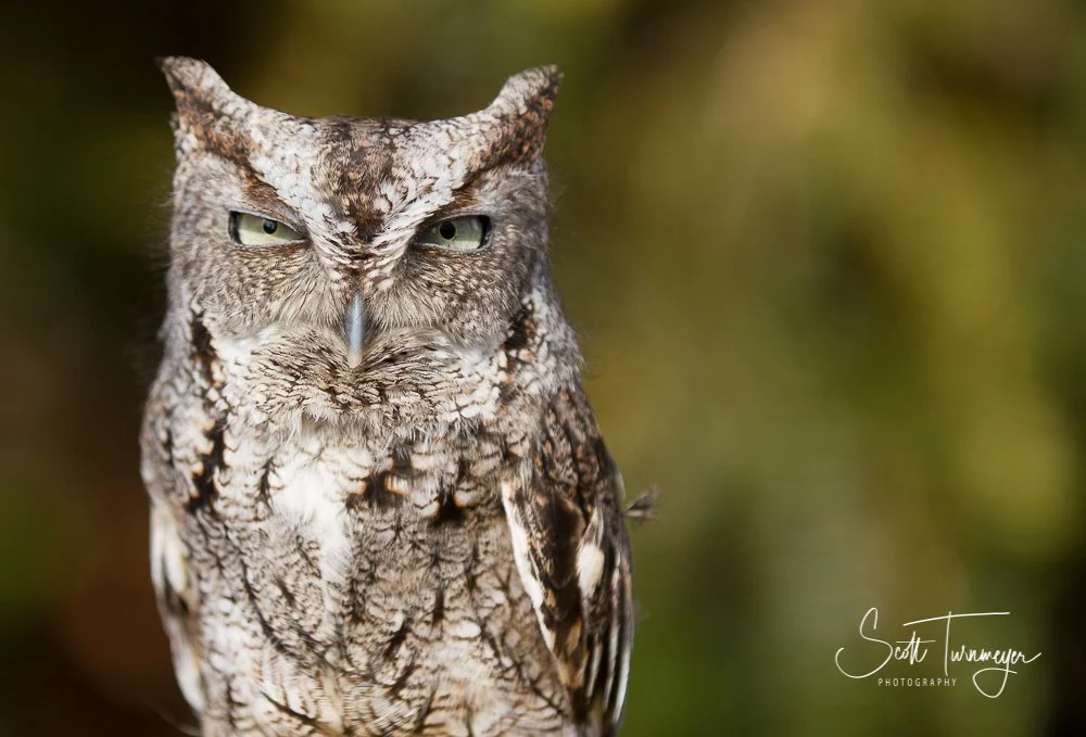 Close-up portrait of an owl perched on a branch with soft natural background in Shenandoah National Park.