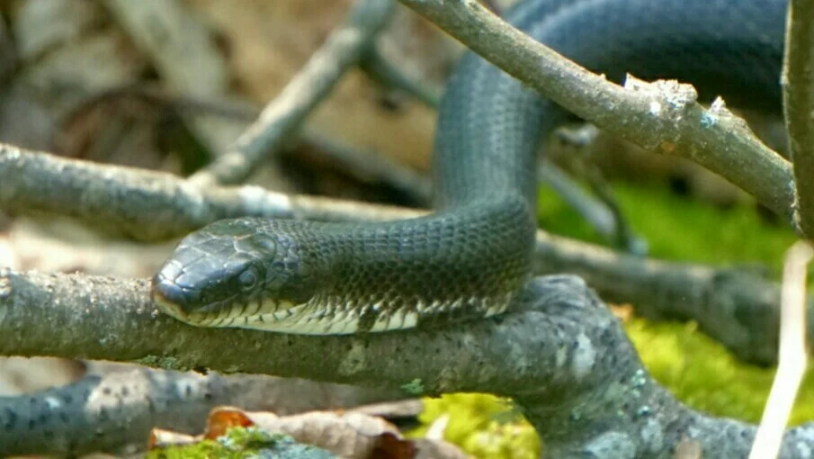 Waterfalls, Bike Rides, and a Snake! (13 photos, 1 video)