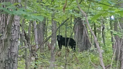 Bear Sighting, Breweries, and Chickens (7 photos, 1 video)