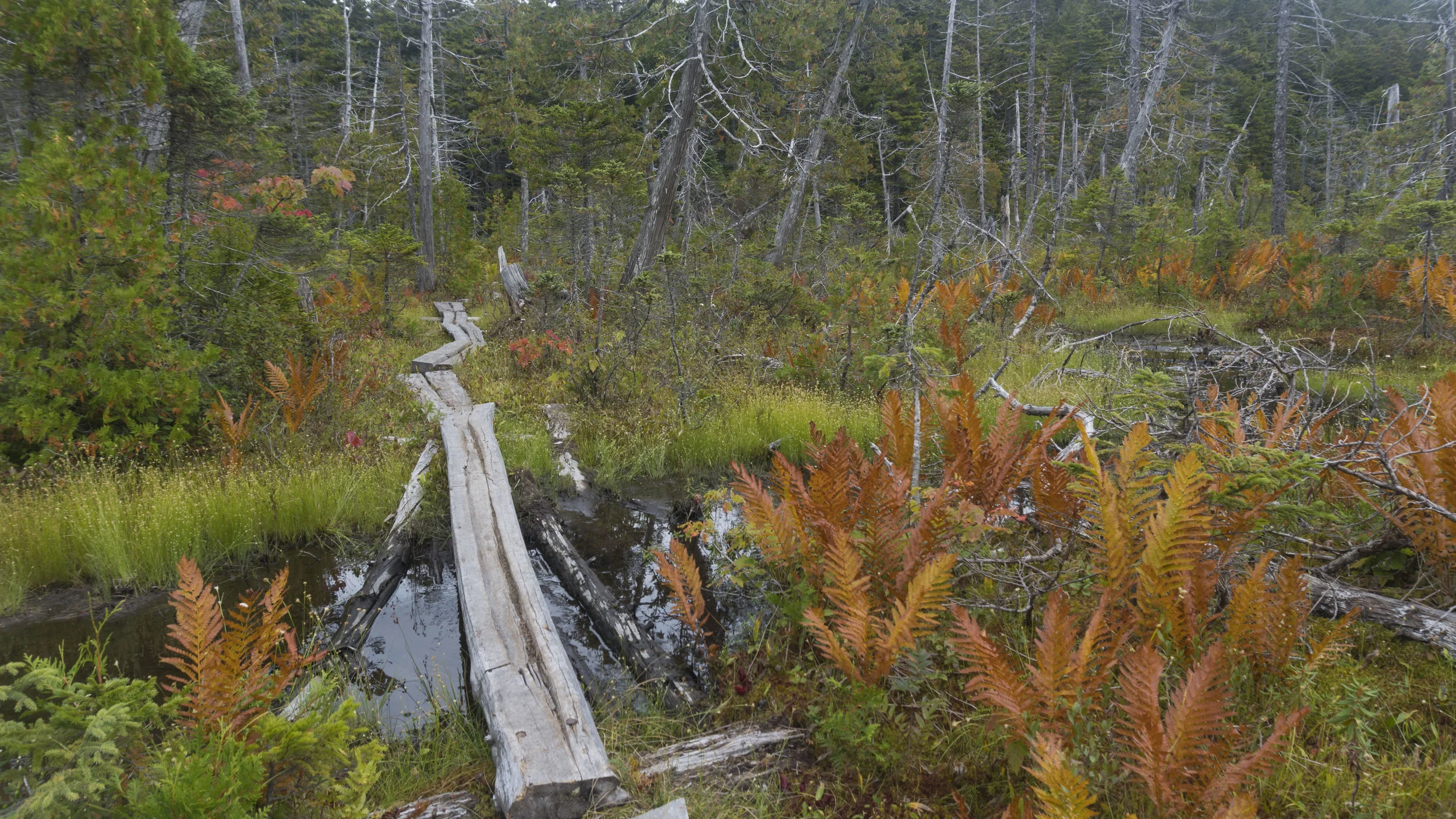 Maine 3: The 100 Mile Wilderness (16 photos, 6 videos)