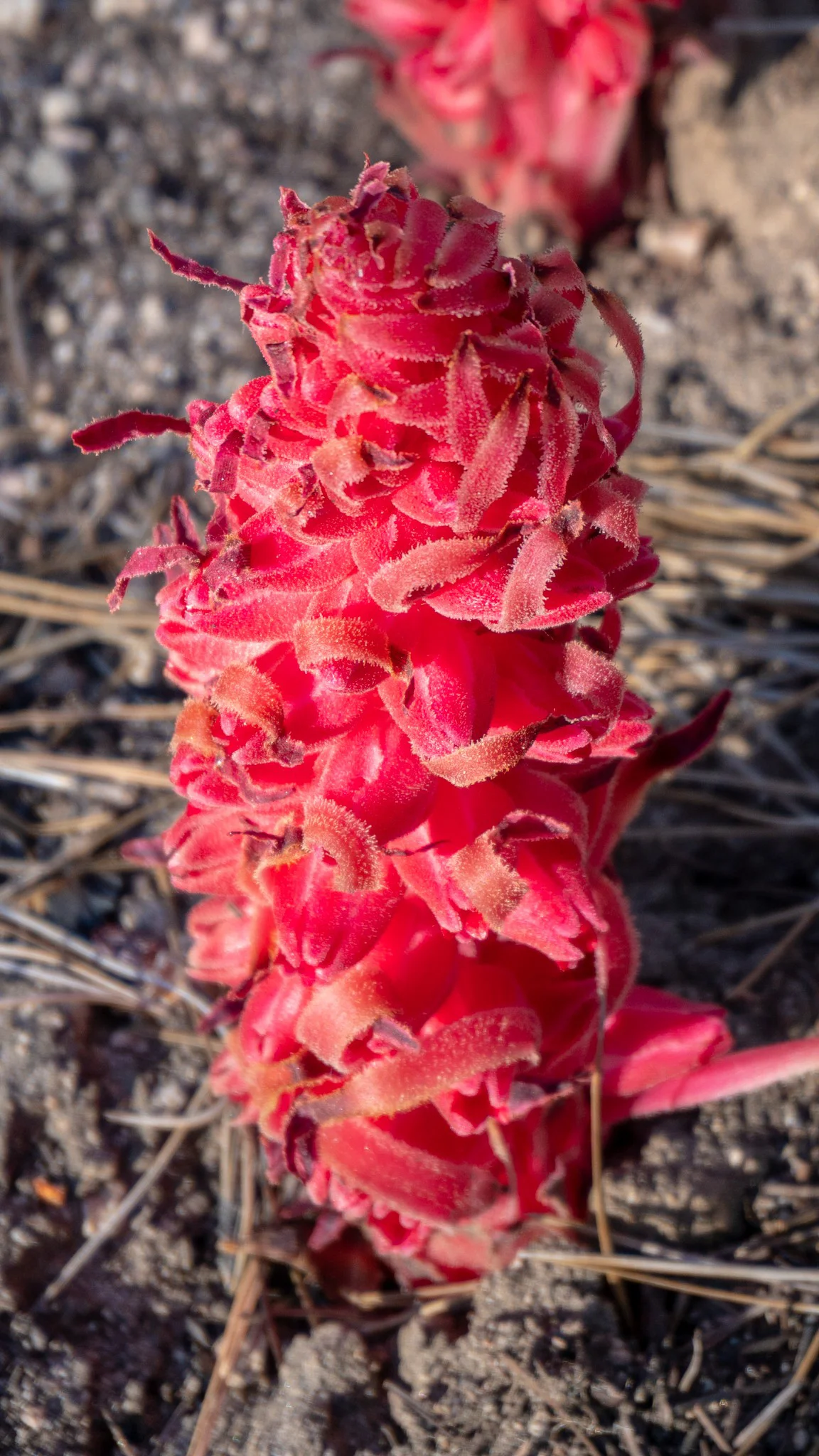 Beautiful Snow Plant.
