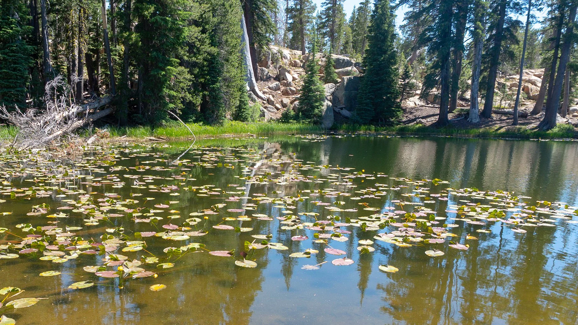 Lily Pad Lake.