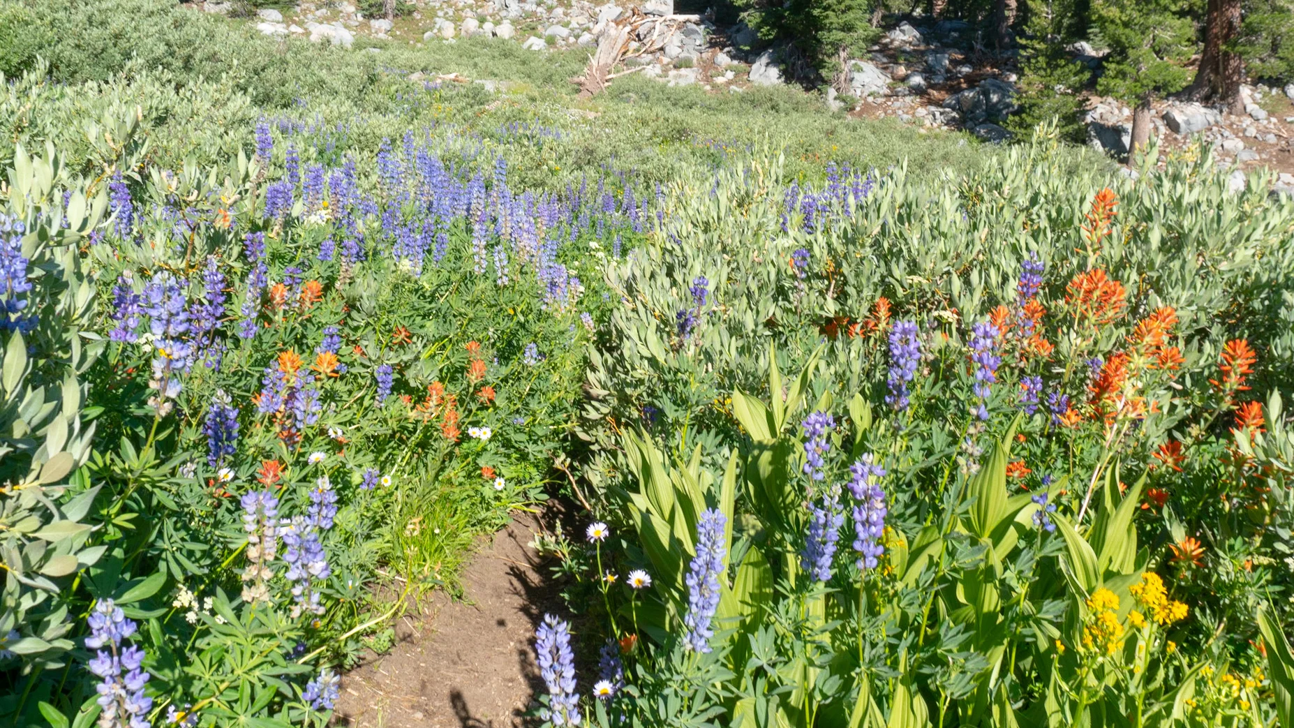 More Lupens and Indian Paintbrushes.