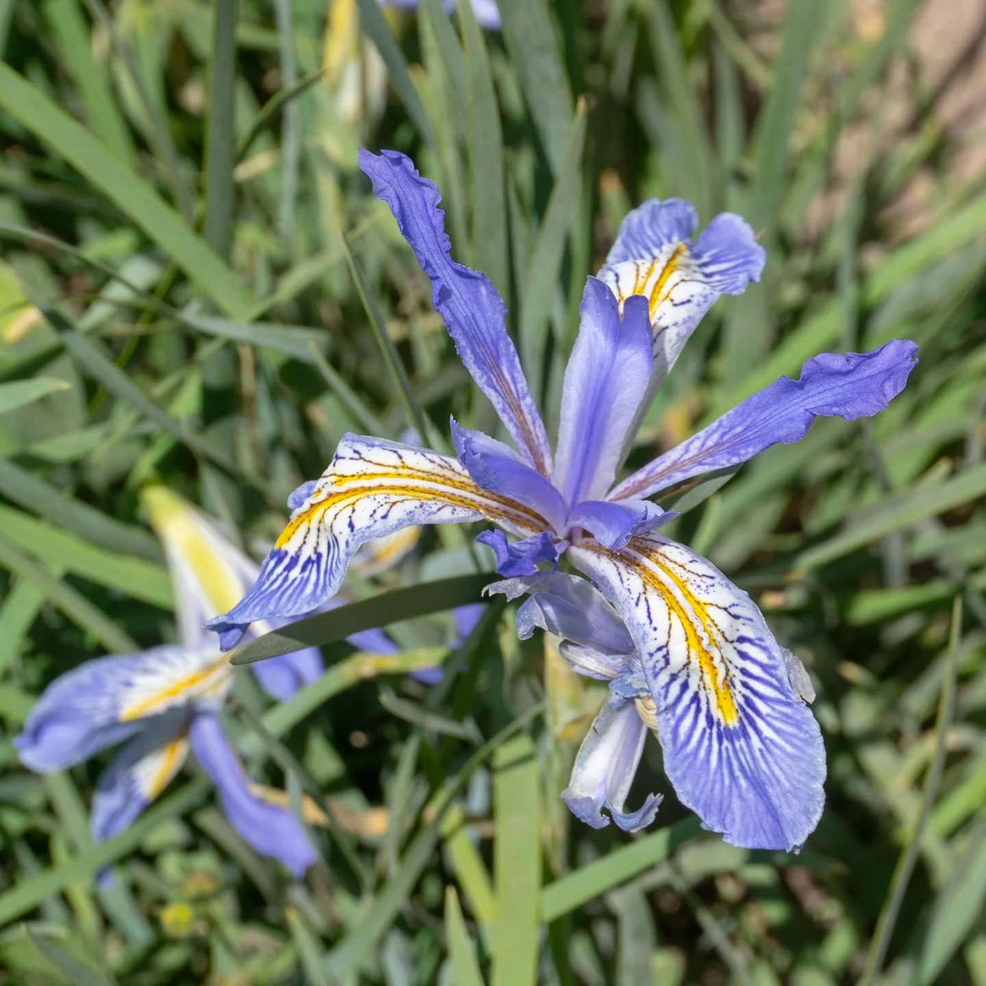 Iris