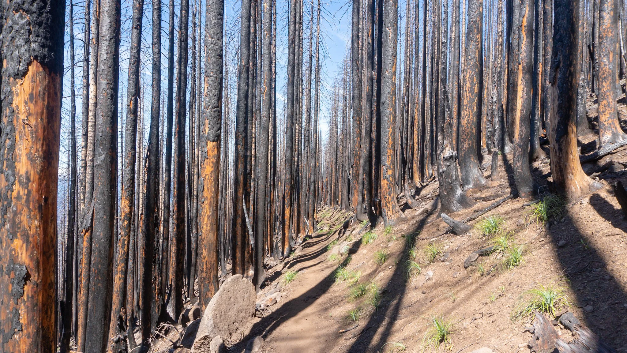 Some of the burn zone from the Eagle Creek Fire.